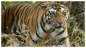 Temple Tour with Kanha and Bandhavgarh