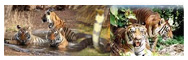 Charter Service for Delhi-Ranthambore-Delhi