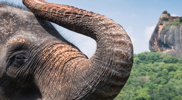 Charters in Srilanka