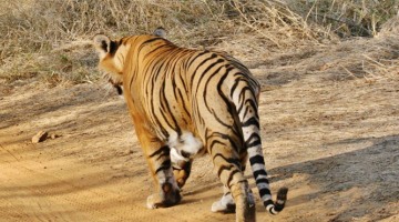 Wildlife Safari Packages