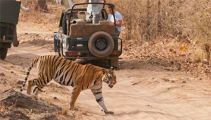 Wildlife Safari Packages